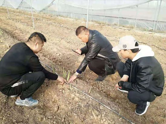 來自河南、山東、新疆的客人在種植園考察