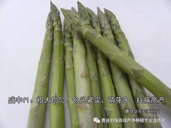 春天，常食蘆筍很保健