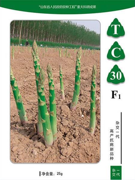 蘆筍種子如何種植？